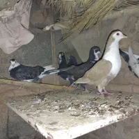 کفتر