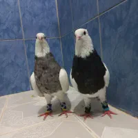 جفت طوقی درجه یک الماسی و سیاه جفت ۱۵۰۰