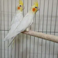 فروش تعدادی عروس هلندی