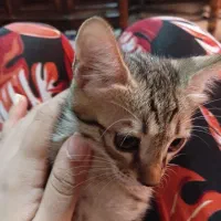 واگذری گربه