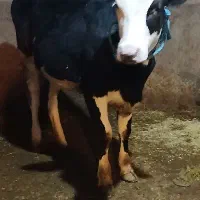 فروش یک عدد گاو ۲۷ کیلو شیر و دوعدد گوساله ماده