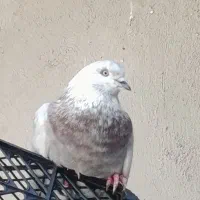 کبوتر گمشده