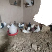 کبوتر نقش و آلمانی...