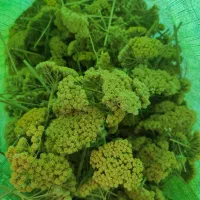 بومادران سیم اوتی پنیرک  کاسنی   سیم اوتی  پنیرک