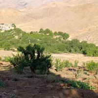 باغ-دینور