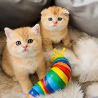 گربه گوگولی ناز و لوس اسکاتیش بازدید حضوری