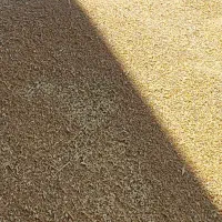 فروش گندم