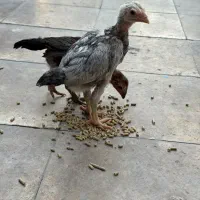 جوجه لاری اصیل اوشاملو