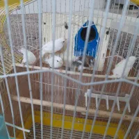 فنچ بنگالی