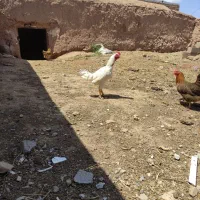 خروس ۲ عدد