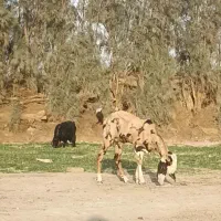 بز ماده مری