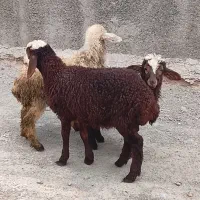 کاور بره میش