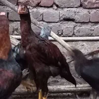 جوجه های لاری