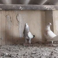 چهار عدد جوجه کبوتر فوق پرشی