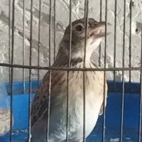 سهره قناری