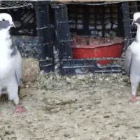 کبوتر