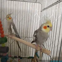 عروس هلندی جفت تعویض با جوجه عروس هلندی
