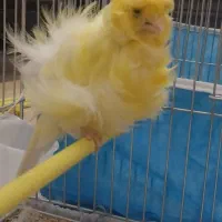 ۳ عدد قناری ماده