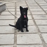 سگ ژرمن بلک