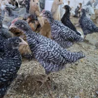 جوجه برهما و آمروک