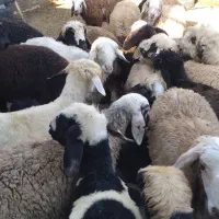 بره زنده جهت ایام محرم