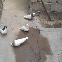 کبوتر چهار عدد سه عدد طوقی یک خال چپ
