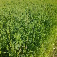 بیده یونجه