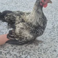 خروس محلی اصل