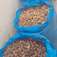 کرنگ خرما ضایعات خرما