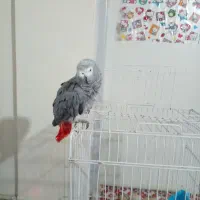 طوطی کاسکو