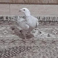 کفتر|پرنده|شیراز, کوزه گری|دیوار