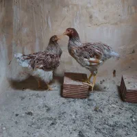 خروس گلین ویاندوت اورنج  لاری ویاندوت بوقلمون