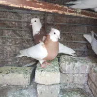 کفترطوقی‌‌اس‌چهارتا‌پر‌خال‌مفت‌۱۵۰۰‌نداشتن‌جا