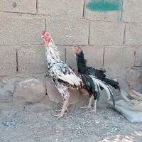 مرغ خروس لاری