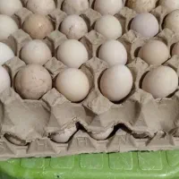 تخم مرغ نطفه دار نژاد دار
