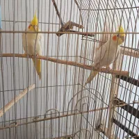 پرنده