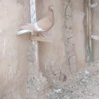 دم سفید ماده سه رگ