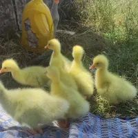 جوجه قو غاز
