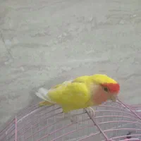 کوتوله  زرد صورت هلویی