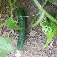 خیار مزرعه