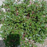 خرفه تازه و نچیده