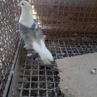 کبوتر|پرنده|چنارود, |دیوار