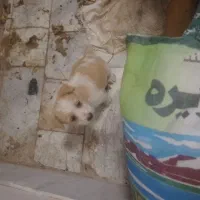 سلام سگ پاپی خانگی