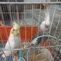 یک جفت عروس هلندی