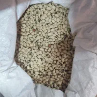 فروش ماش و لوبیا چشم بلبلی