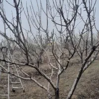 هرس سبز  باغ  میوه.