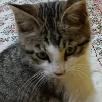 بچه گربه دو سه ماهه پسر