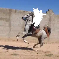 خریدوفروش اسب