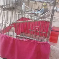 عروس هلندی