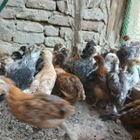 جوجه ۴۵ روزه گلپایگان اصلاح شده کرچ شو